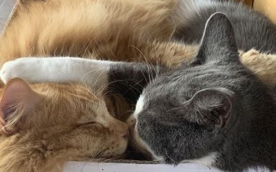 Twee katten liggen heel dicht bij elkaar te slapen. Pootjes in elkaar verstrengeld.