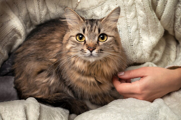 Kat zit bij de kattenoppas op schoot en krijgt knuffels