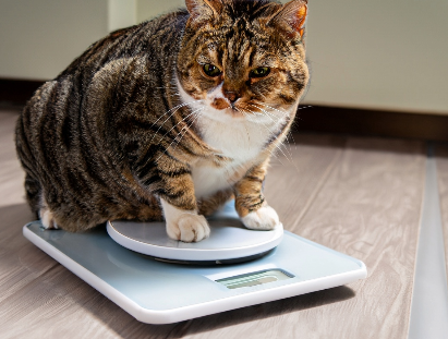 kat met overgewicht moet afvallen wegens gezondheidsrisico